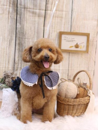 20241005チョコちゃん